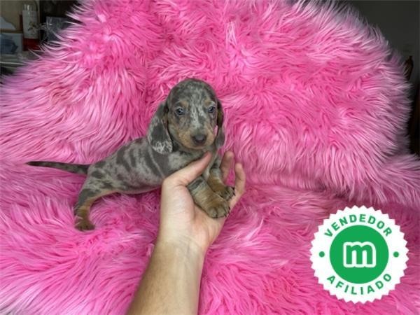 hembra-blue-merle-de-teckel-mini-big-1