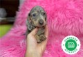 machito-de-teckel-mini-blue-merle-small-4