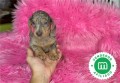 machito-de-teckel-mini-blue-merle-small-3