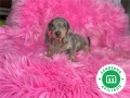 machito-de-teckel-mini-blue-merle-small-1