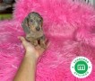 machito-de-teckel-mini-blue-merle-small-2