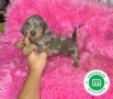 machito-de-teckel-mini-blue-merle-small-0