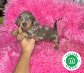 MACHITO DE TECKEL MINI BLUE MERLE!