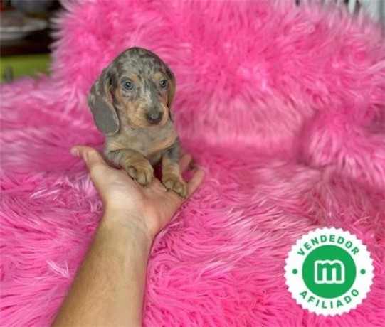 machito-de-teckel-mini-blue-merle-big-2