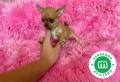 chihuahua-cabeza-de-manzana-macho-small-4