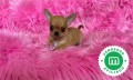 chihuahua-cabeza-de-manzana-macho-small-0