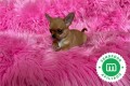 chihuahua-cabeza-de-manzana-macho-small-2