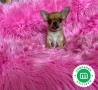 chihuahua-cabeza-de-manzana-macho-small-1