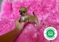 chihuahua-cabeza-de-manzana-macho-small-5