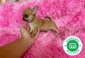 chihuahua-cabeza-de-manzana-macho-small-3