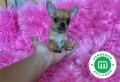 chihuahua-toy-color-canela-precioso-small-5