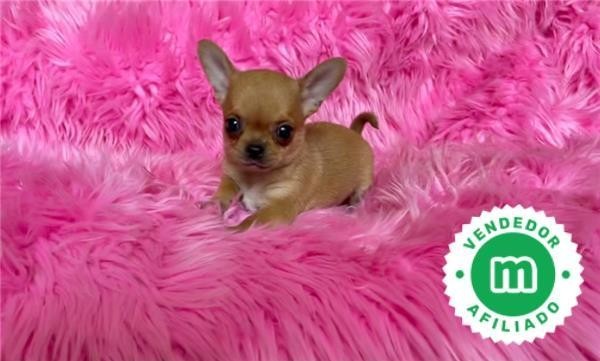 chihuahua-toy-color-canela-precioso-big-6