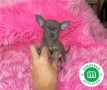 chihuahuas-toys-en-varios-colores-small-2