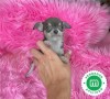 chihuahuas-toys-en-varios-colores-small-4