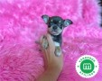 chihuahuas-toys-en-varios-colores-small-3