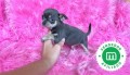 chihuahuas-toys-en-varios-colores-small-0