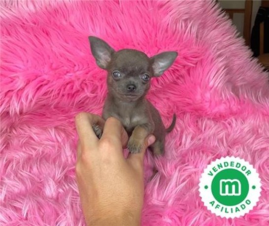 chihuahuas-toys-en-varios-colores-big-2