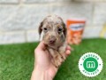 teckel-miniatura-macho-merle-isabela-small-3