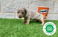 teckel-miniatura-macho-merle-isabela-small-0