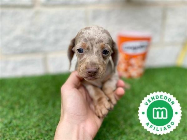 teckel-miniatura-macho-merle-isabela-big-3