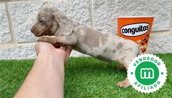 teckel-miniatura-macho-merle-isabela-big-4