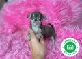 chihuahuas-minis-diferentes-colores-small-3