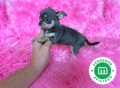 chihuahuas-minis-diferentes-colores-small-1