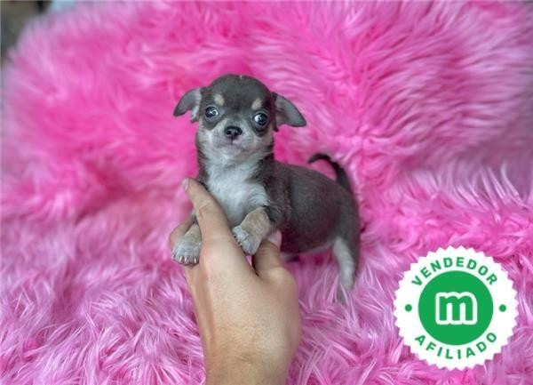 chihuahuas-minis-diferentes-colores-big-3