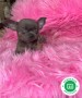 chihuahuas-colores-exoticos-small-2