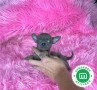 chihuahuas-colores-exoticos-small-1