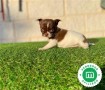 chihuahua-toy-varios-colores-small-0