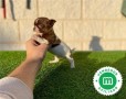 chihuahua-toy-varios-colores-small-6