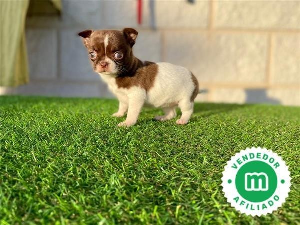 chihuahua-toy-varios-colores-big-5