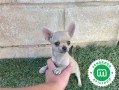 chihuahua-toy-color-crema-small-0