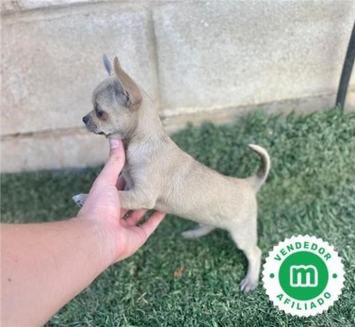 chihuahua-toy-color-crema-big-2