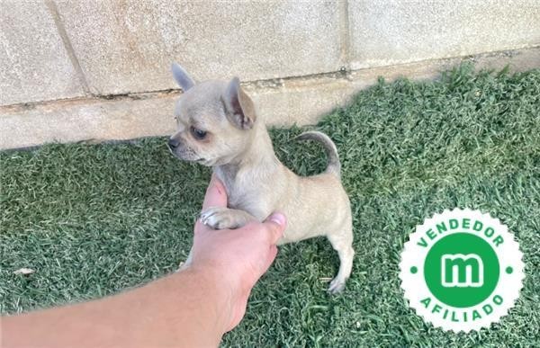 chihuahua-toy-color-crema-big-1