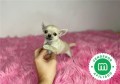 chihuahuas-enanos-machos-y-hembras-small-4