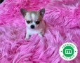 chihuahuas-enanos-machos-y-hembras-small-8