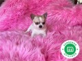 chihuahuas-enanos-machos-y-hembras-small-6