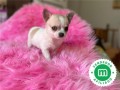 chihuahuas-enanos-machos-y-hembras-small-3