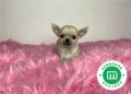 adorables-chihuahuas-toy-small-3