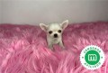 adorables-chihuahuas-toy-small-0