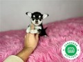 adorables-chihuahuas-toy-small-8