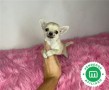 adorables-chihuahuas-toy-small-6