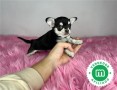 adorables-chihuahuas-toy-small-2