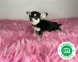 adorables-chihuahuas-toy-small-7