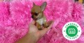 adorables-chihuahuas-toy-small-5