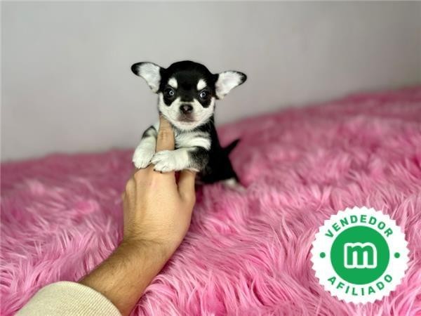 adorables-chihuahuas-toy-big-8