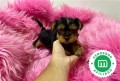 yorky-mini-toy-macho-y-hembra-small-5