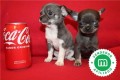 chihuahuas-azules-bebes-para-reservar-small-2